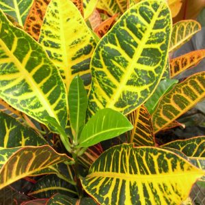 Croton