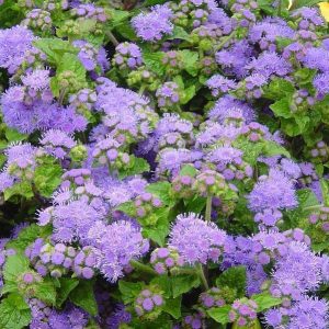 Ageratum