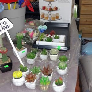 Cactus